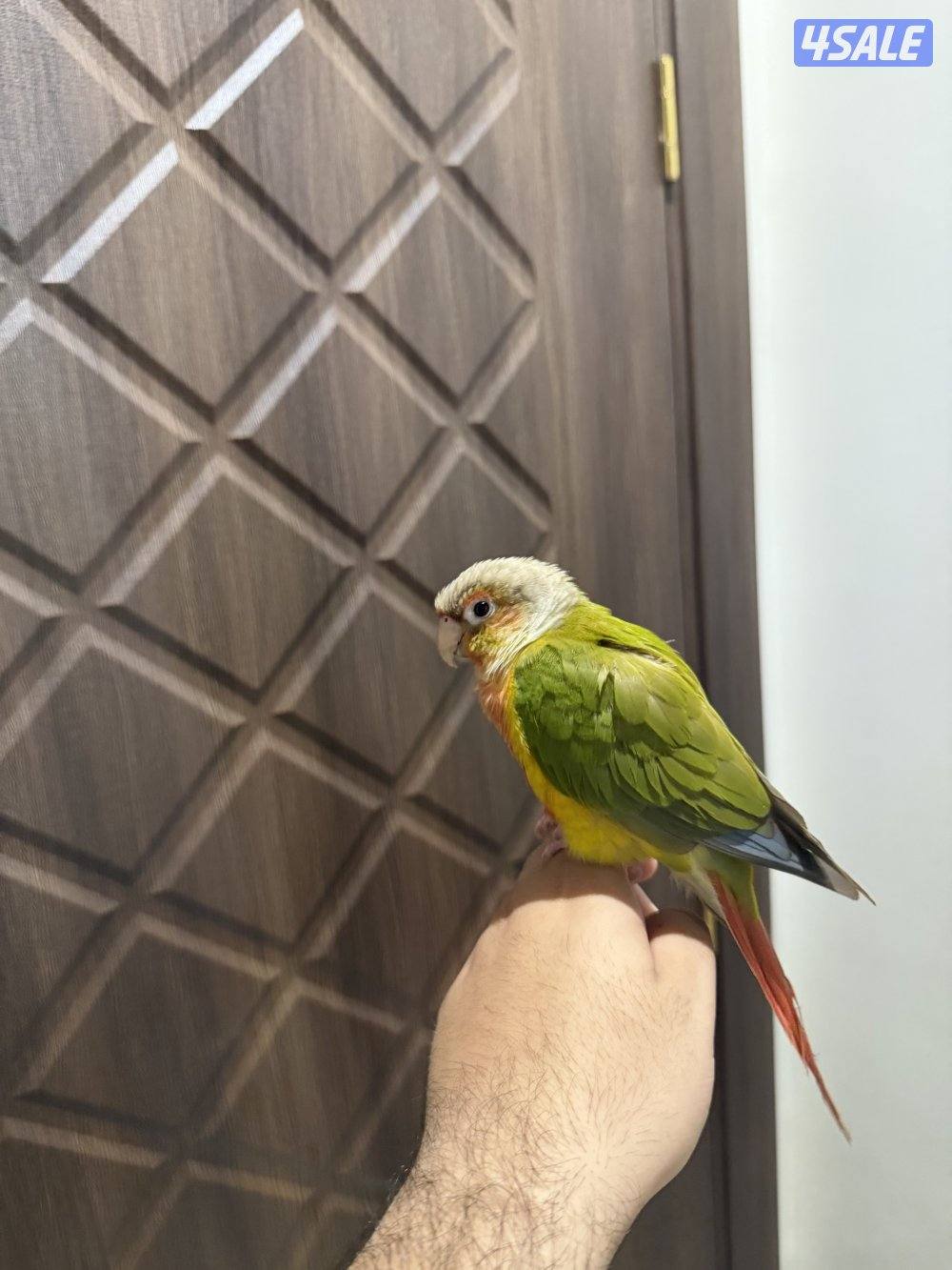 للبيع كنيور ربوه جدا2