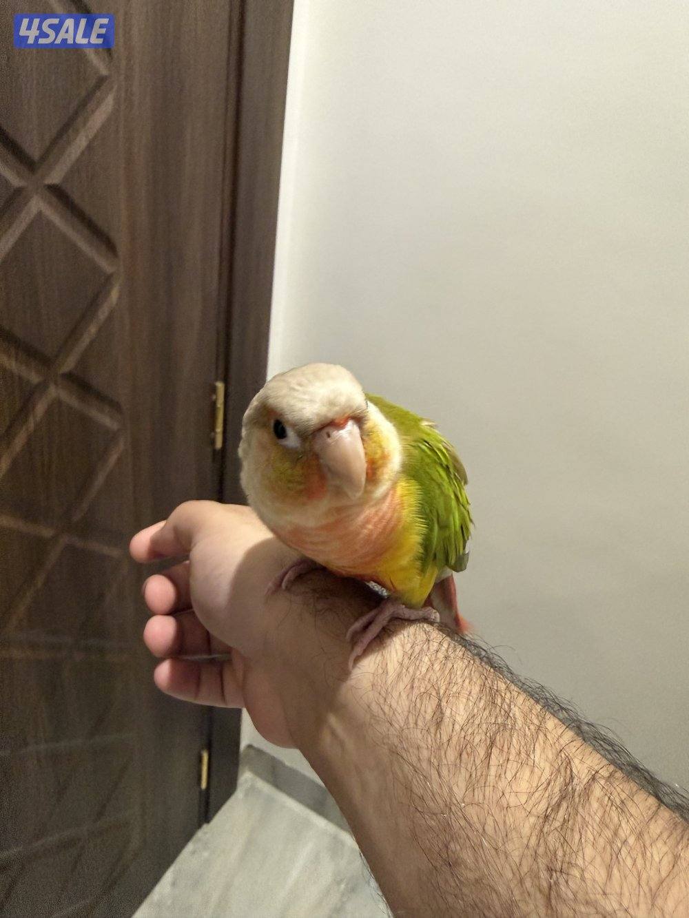 للبيع كنيور ربوه جدا4