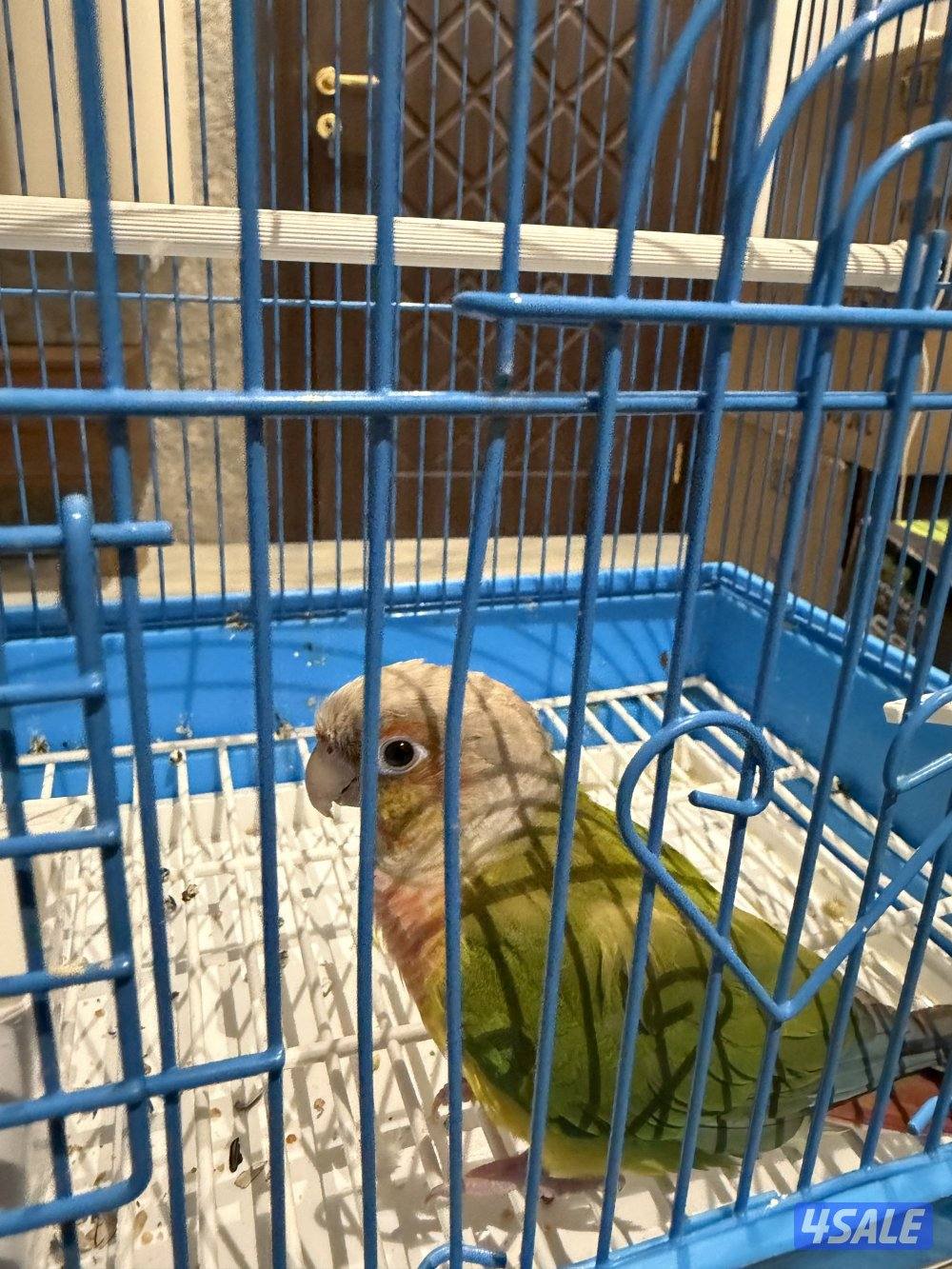 للبيع كنيور ربوه جدا5