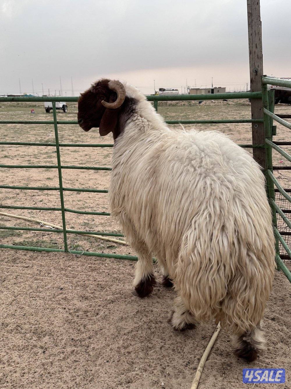 فحل رباع شرط القريع0