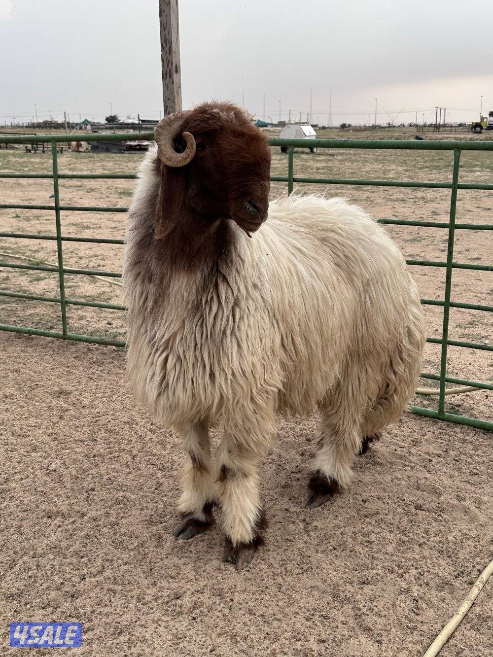 فحل رباع شرط القريع1