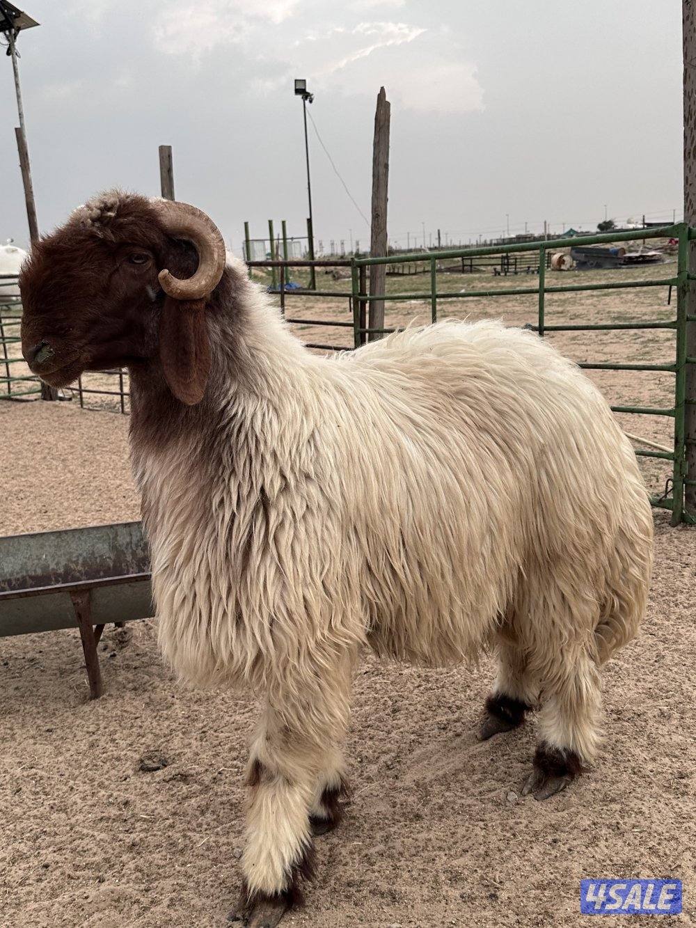 فحل رباع شرط القريع2