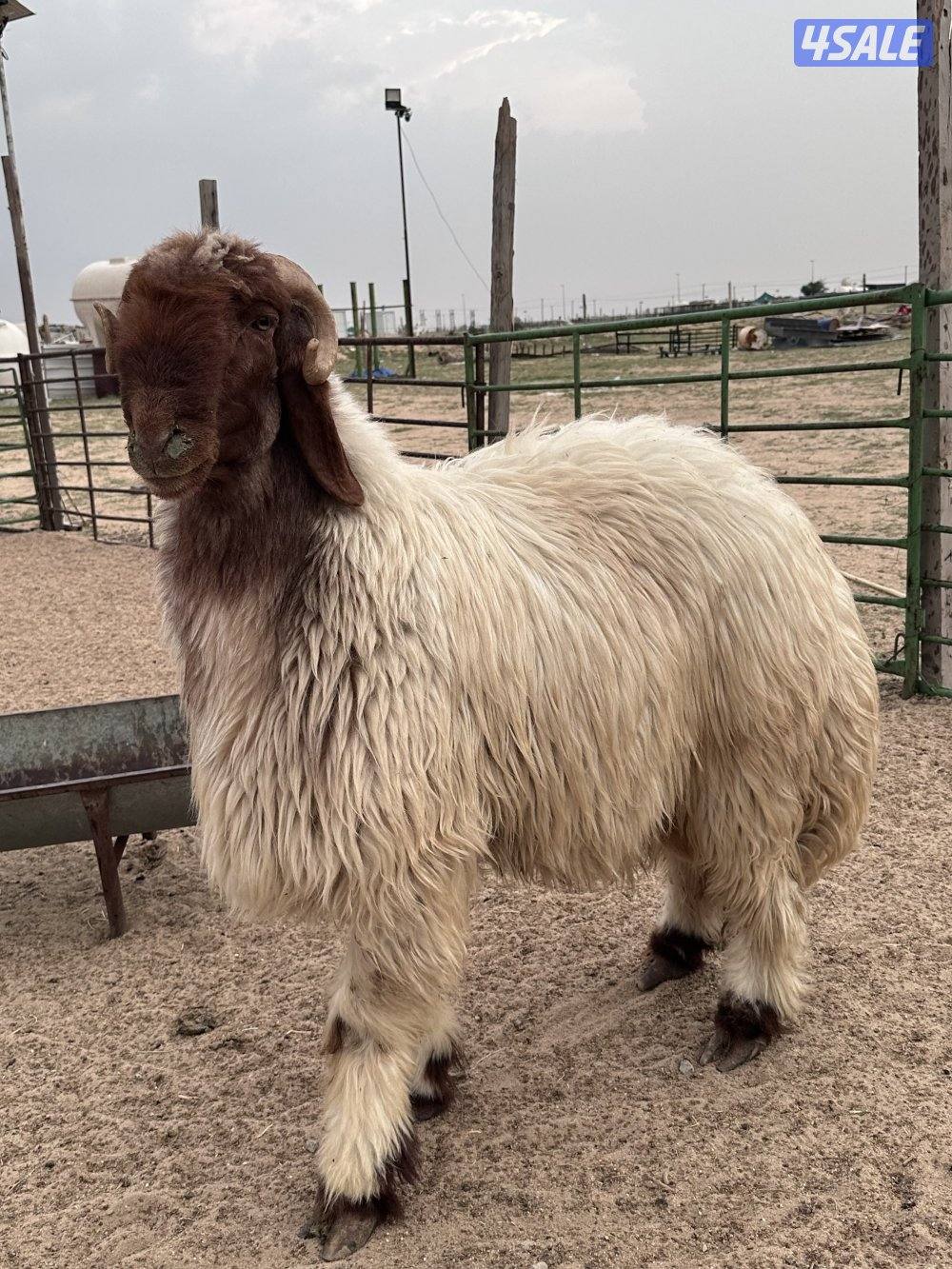 فحل رباع شرط القريع3