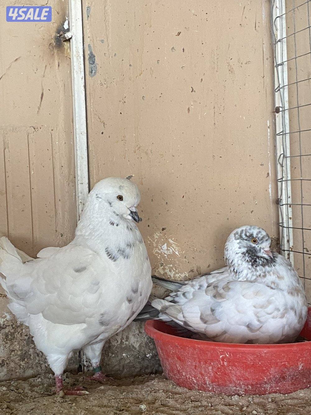 ازواج  كنج مستويات طيبه والوان جميلة1