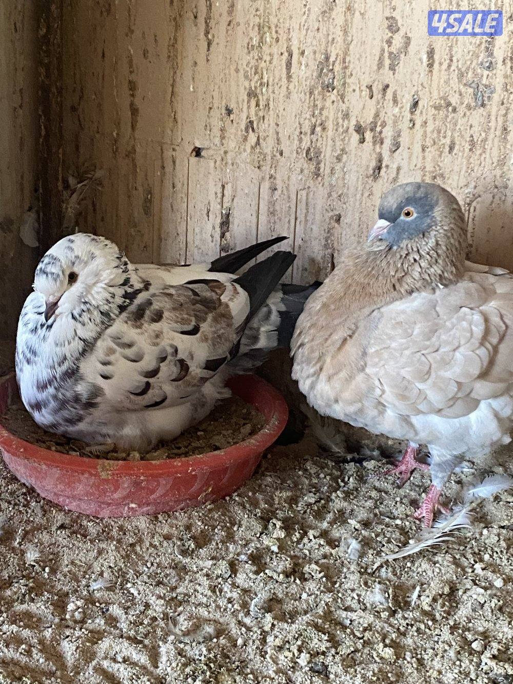 ازواج  كنج مستويات طيبه والوان جميلة2