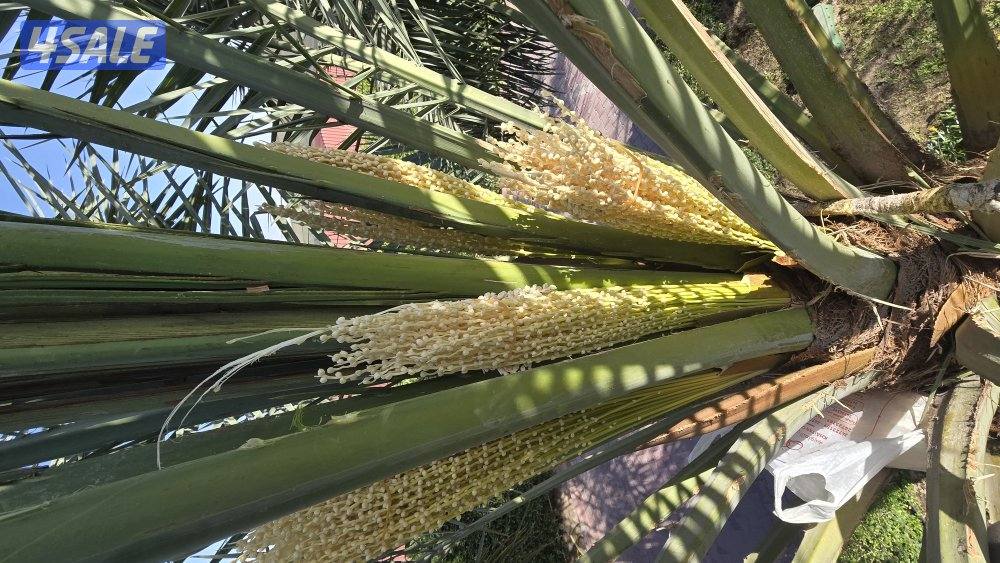 اهوازي للنخيل0