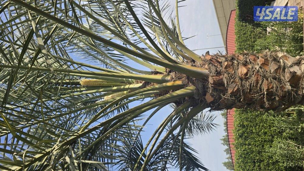 اهوازي للنخيل1