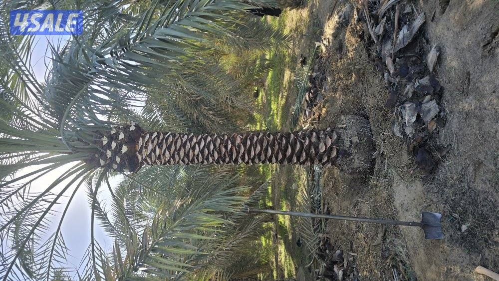 اهوازي للنخيل2