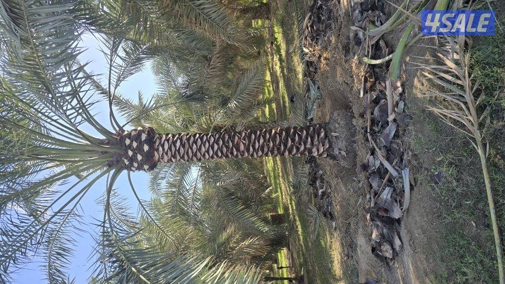 اهوازي للنخيل3