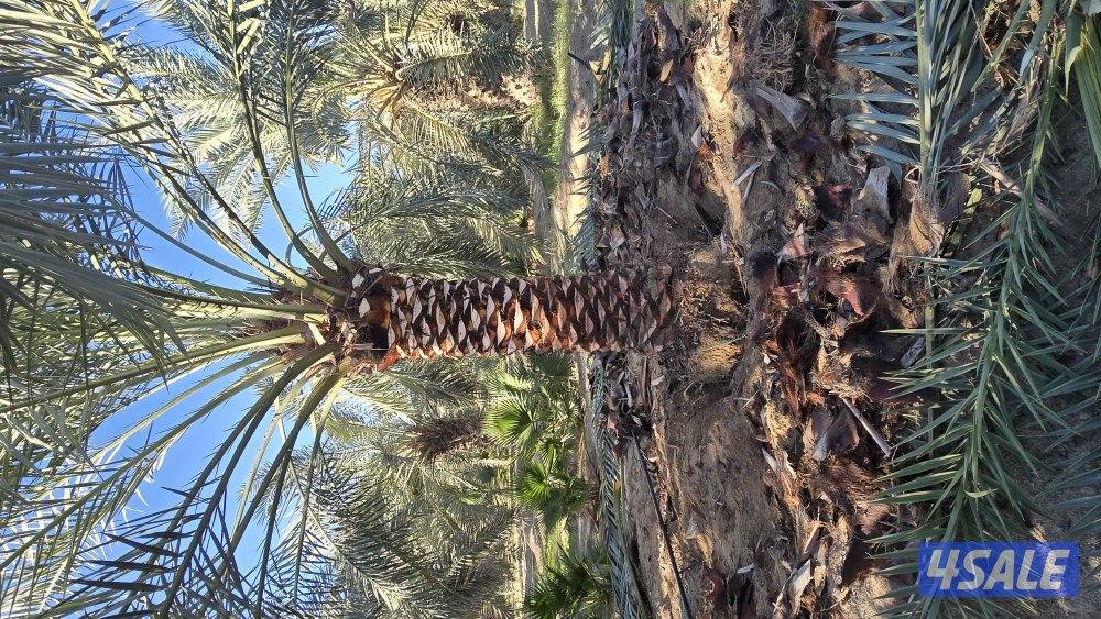 اهوازي للنخيل4