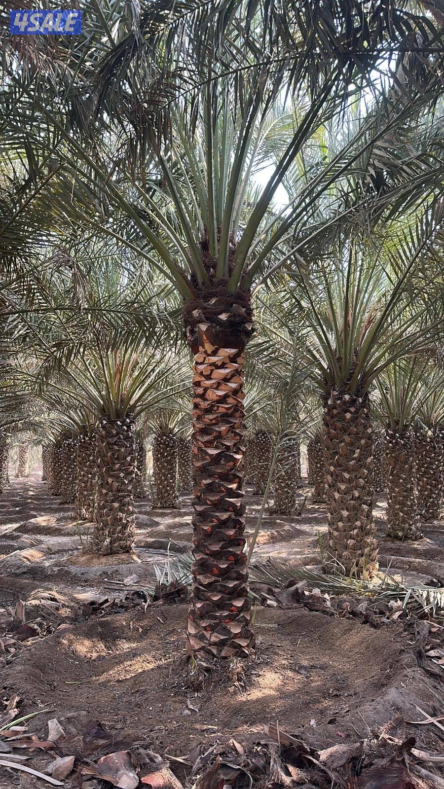 اهوازي للنخيل5