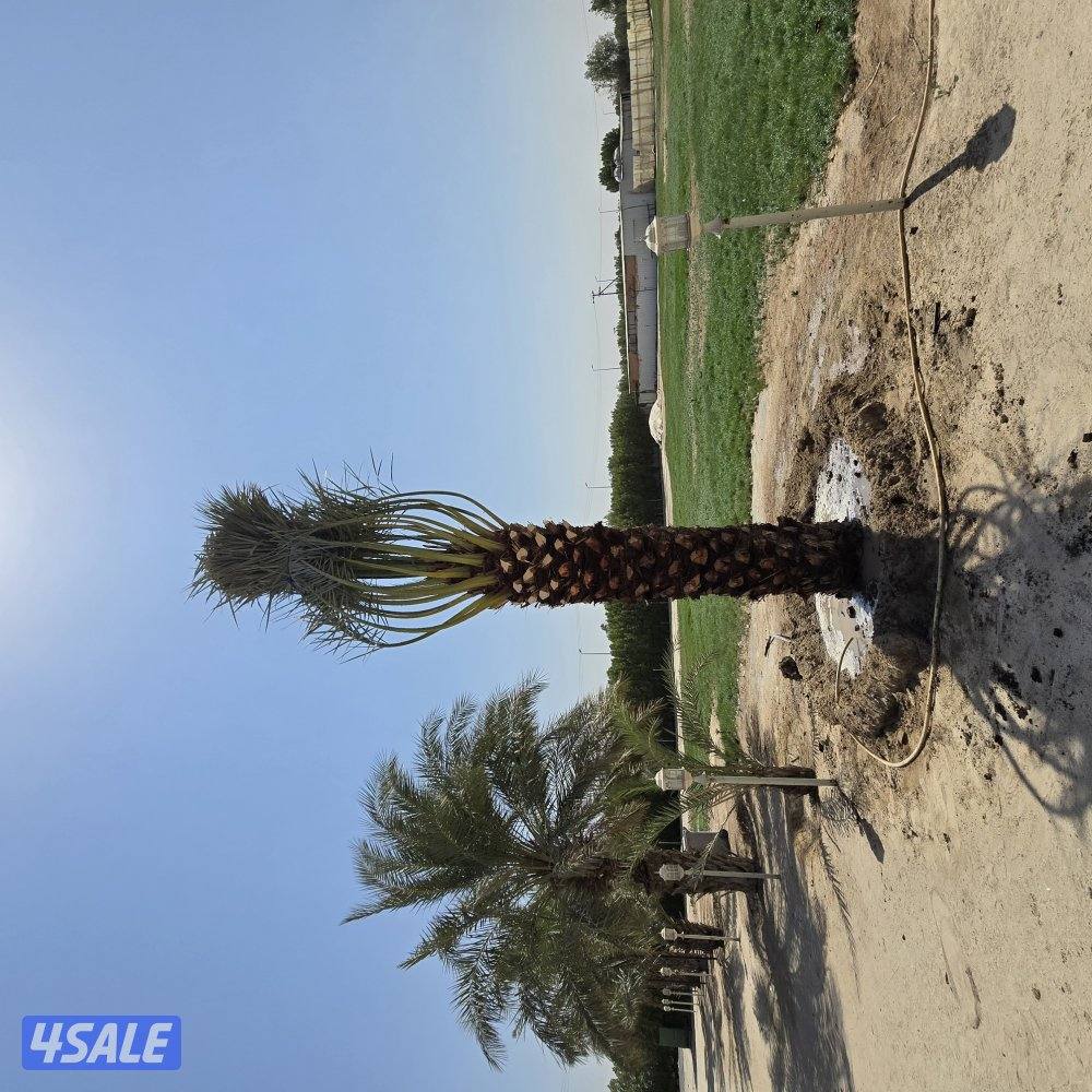 اهوازي للنخيل7