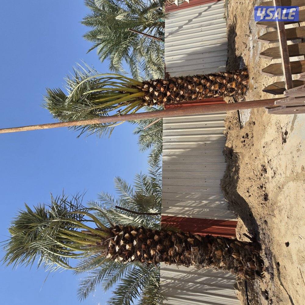 اهوازي للنخيل6