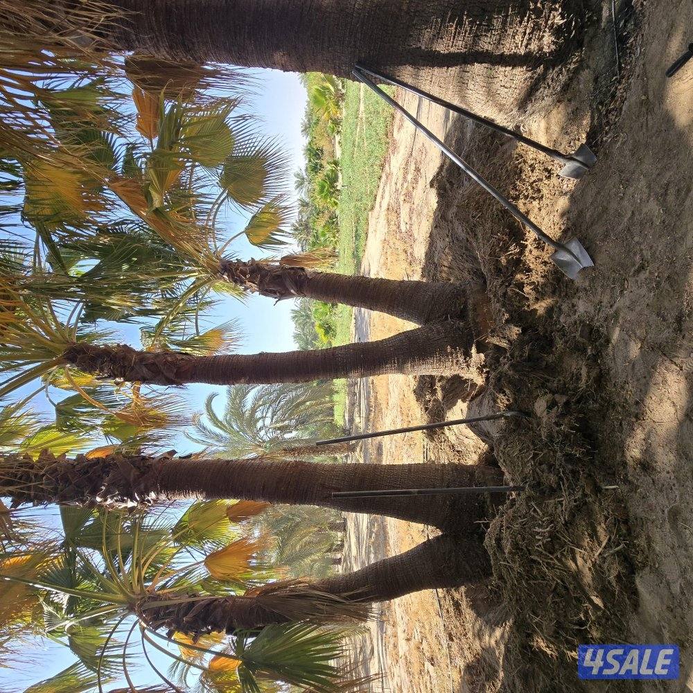 اهوازي للنخيل9