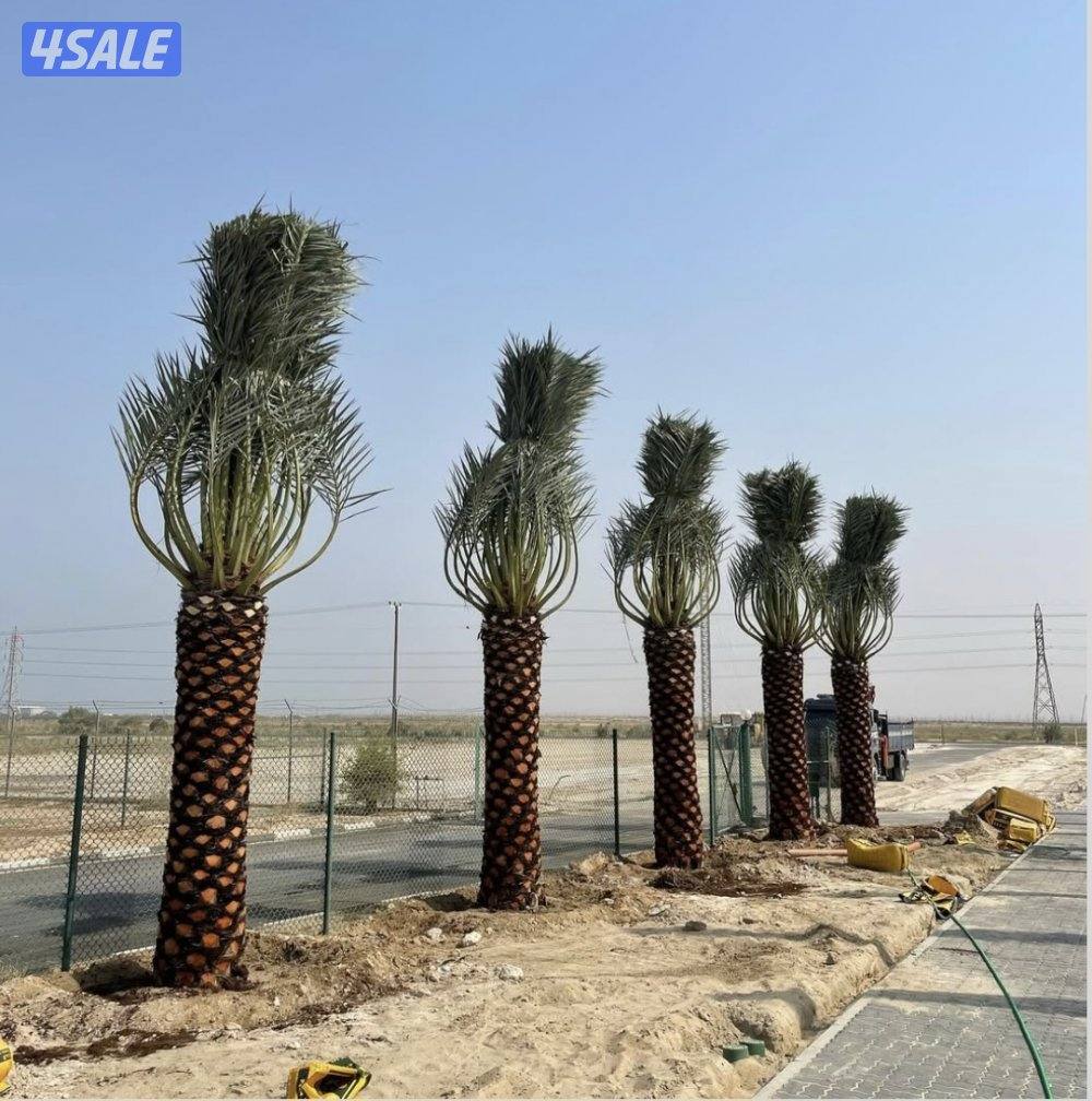 اهوازي للنخيل10