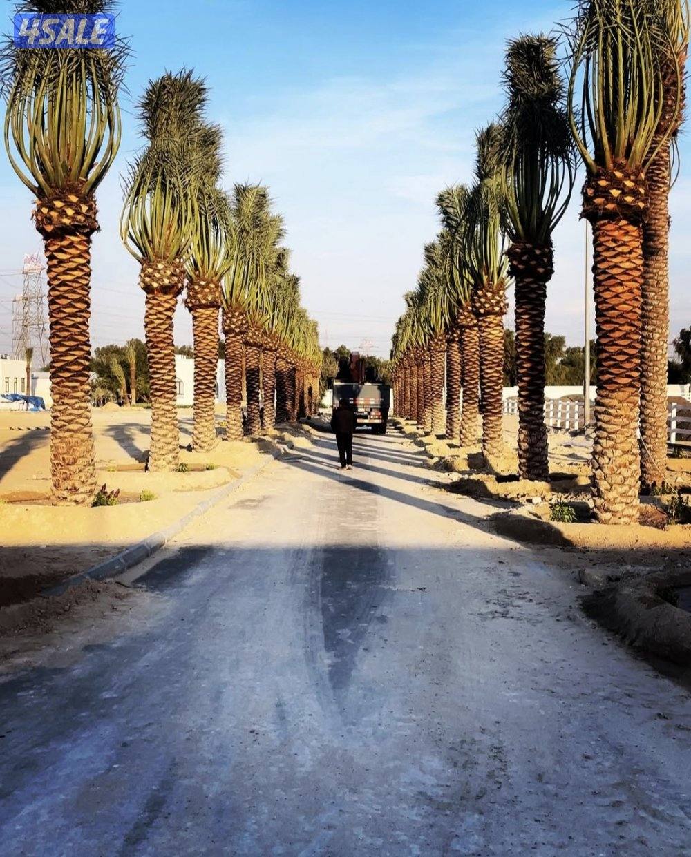 اهوازي للنخيل11