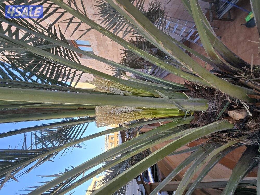 اهوازي للنخيل12