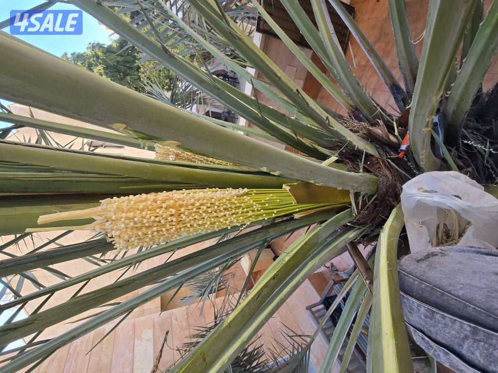 اهوازي للنخيل13