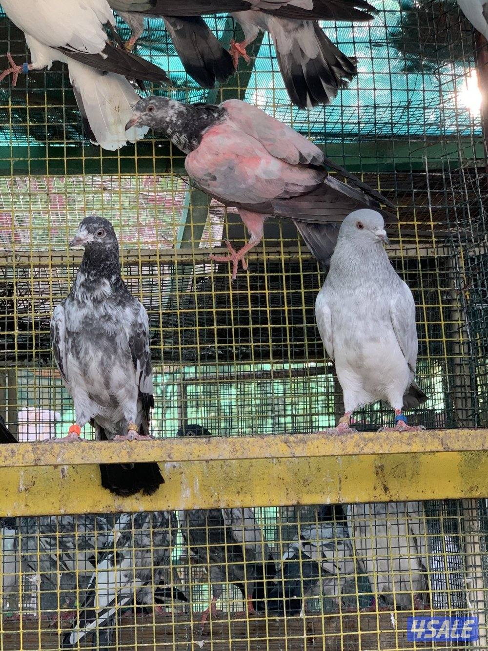 للبيع حمام بكستاني الطيار اكثر من نسل0