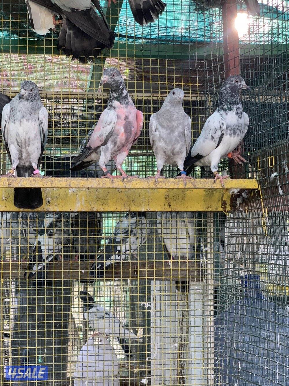 للبيع حمام بكستاني الطيار اكثر من نسل1