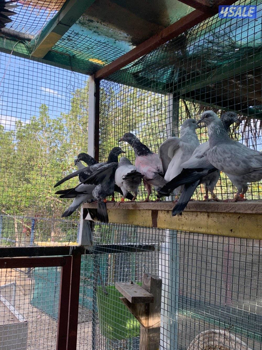 للبيع حمام بكستاني الطيار اكثر من نسل2