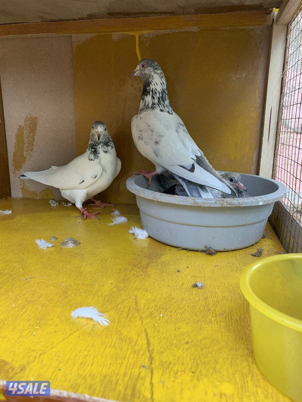 للبيع حمام بكستاني الطيار اكثر من نسل3