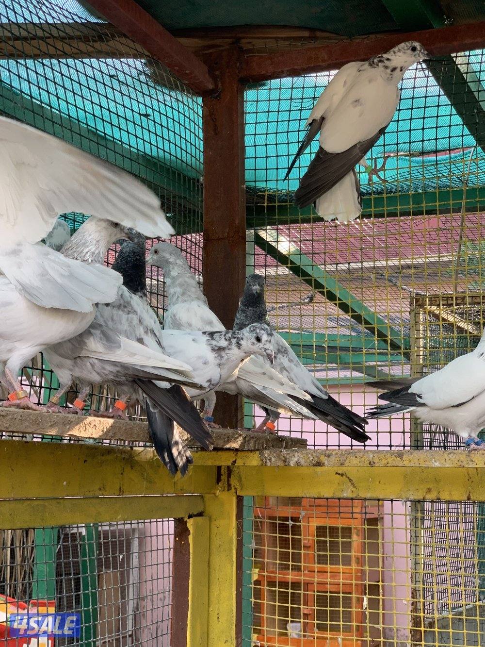 للبيع حمام بكستاني الطيار اكثر من نسل5