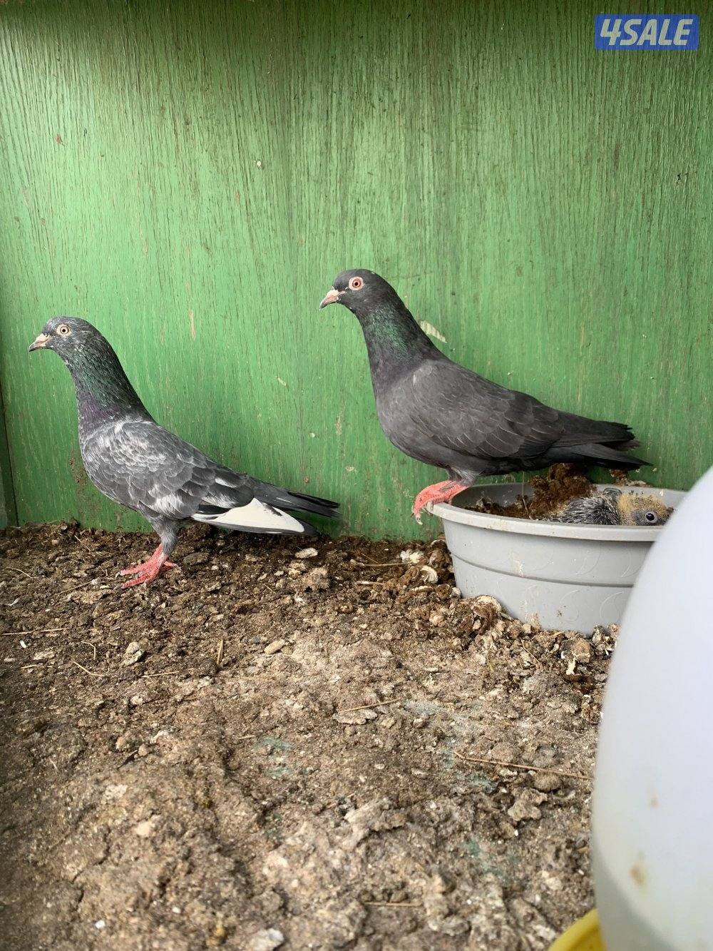 للبيع حمام بكستاني الطيار اكثر من نسل6