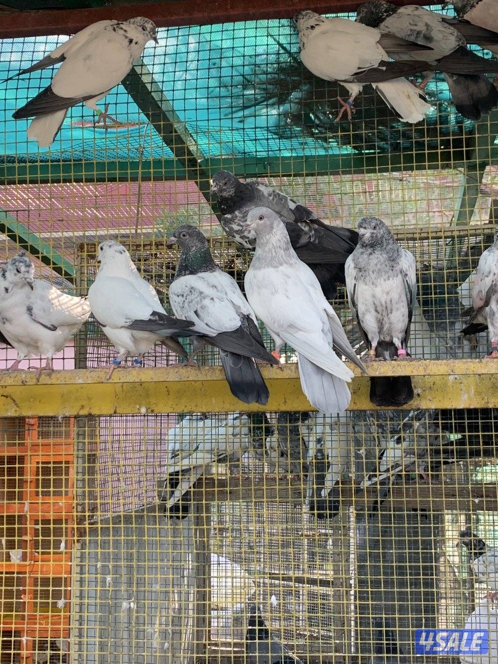 للبيع حمام بكستاني الطيار اكثر من نسل7