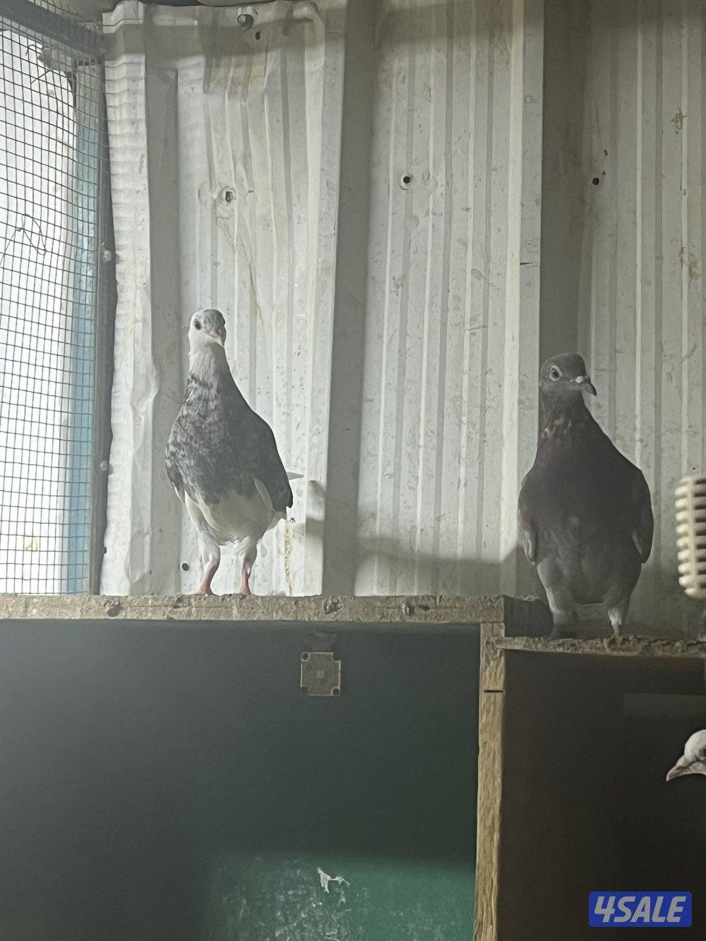 للبيع تشكيله حمام0