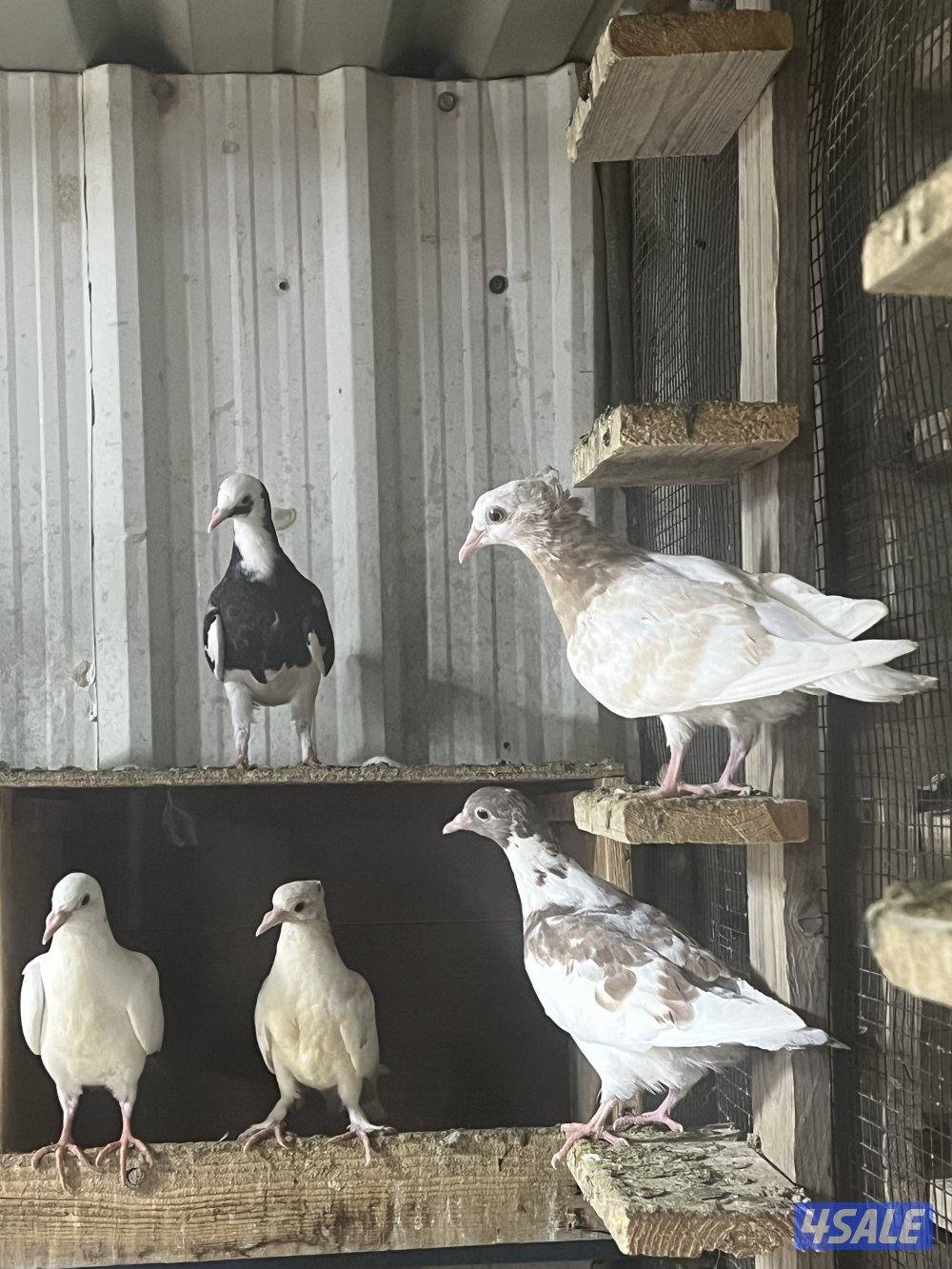 للبيع تشكيله حمام1