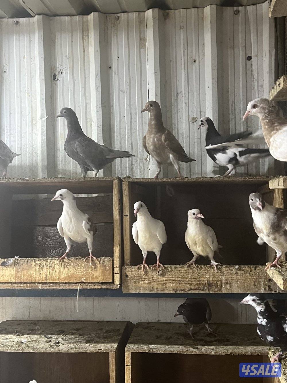 للبيع تشكيله حمام2