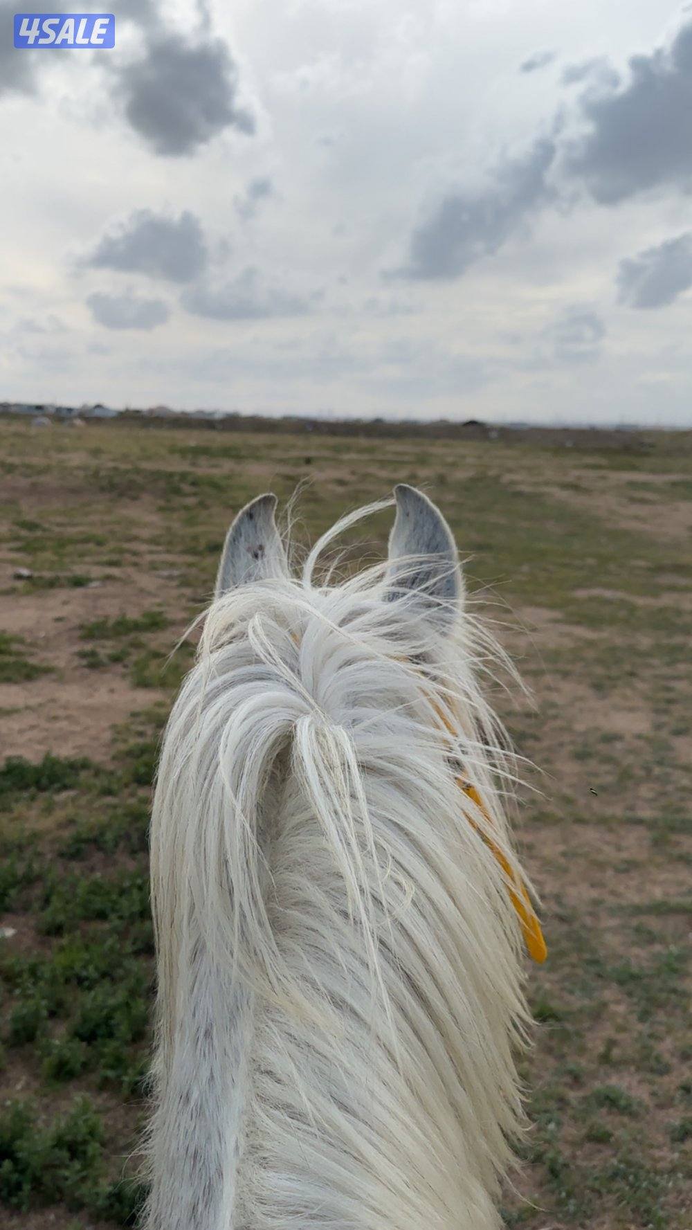 حصان مصري خياله بدون اوراق1