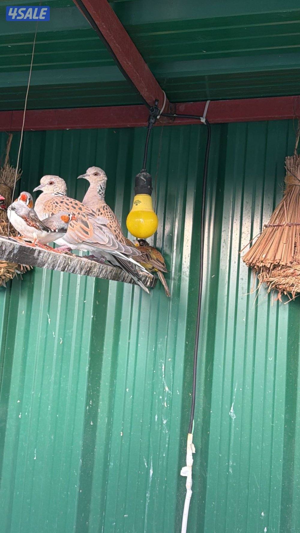 متوفر انواع الطيور تغريد و دجاج نوعيه فاخر حسب الطلب شرط الصحه جيد جدا2