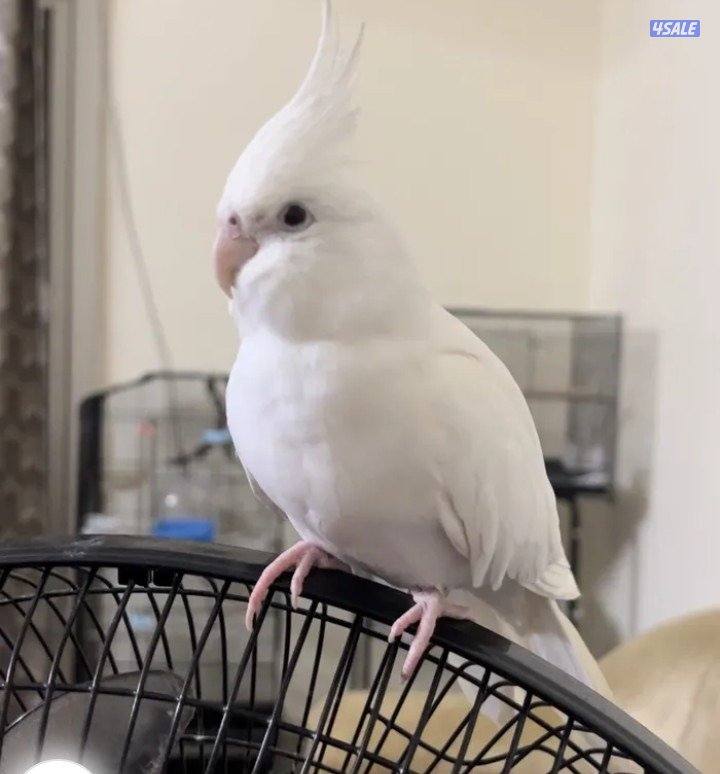 متوفر انواع الطيور تغريد و دجاج نوعيه فاخر حسب الطلب شرط الصحه جيد جدا3