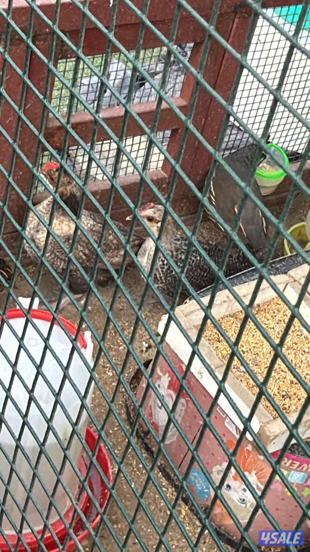 متوفر انواع الطيور تغريد و دجاج نوعيه فاخر حسب الطلب شرط الصحه جيد جدا4