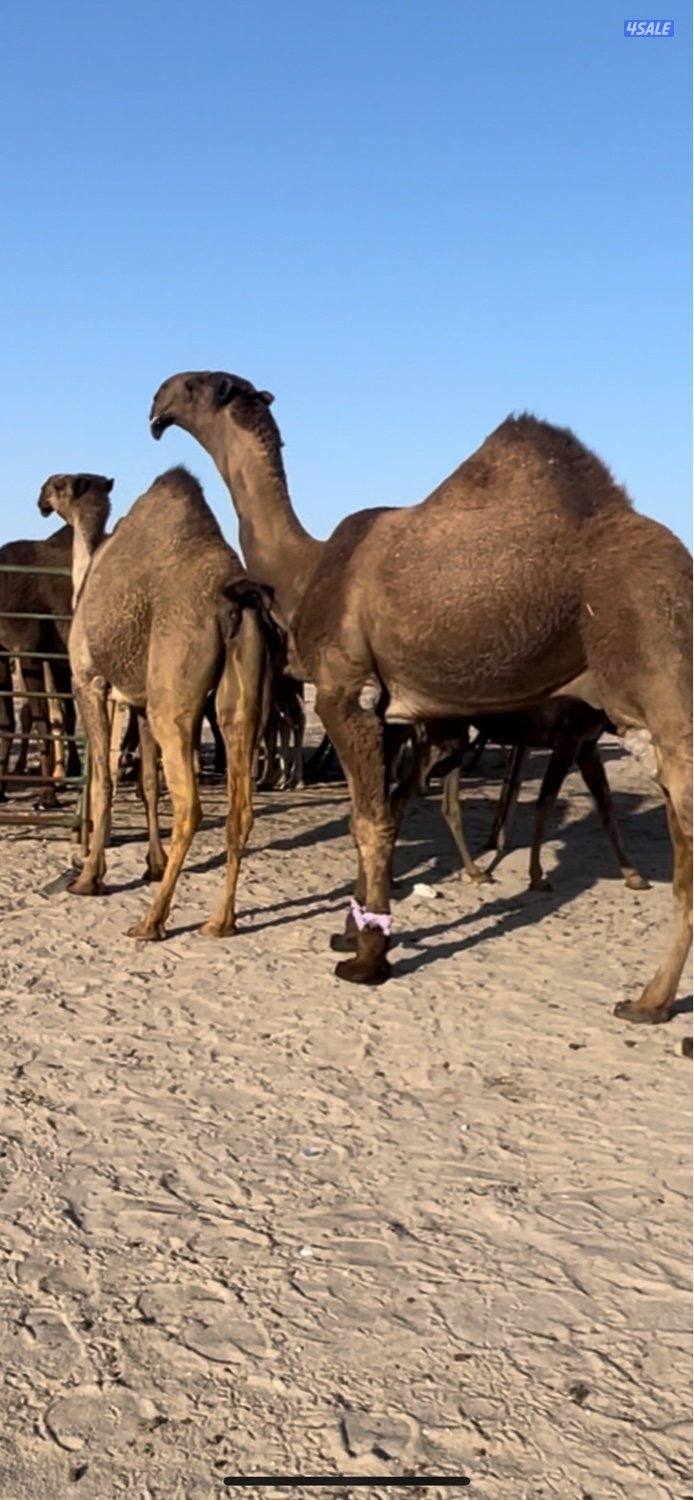 خلفات للبيع حليب وهدايه0