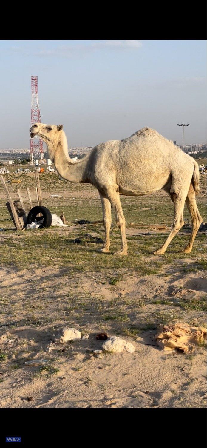 خلفات للبيع حليب وهدايه3