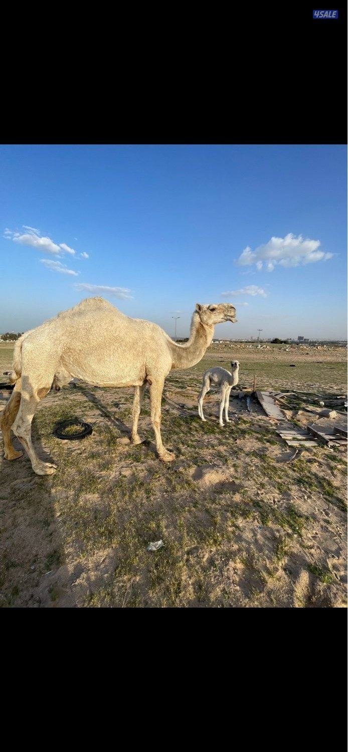 خلفات للبيع حليب وهدايه4