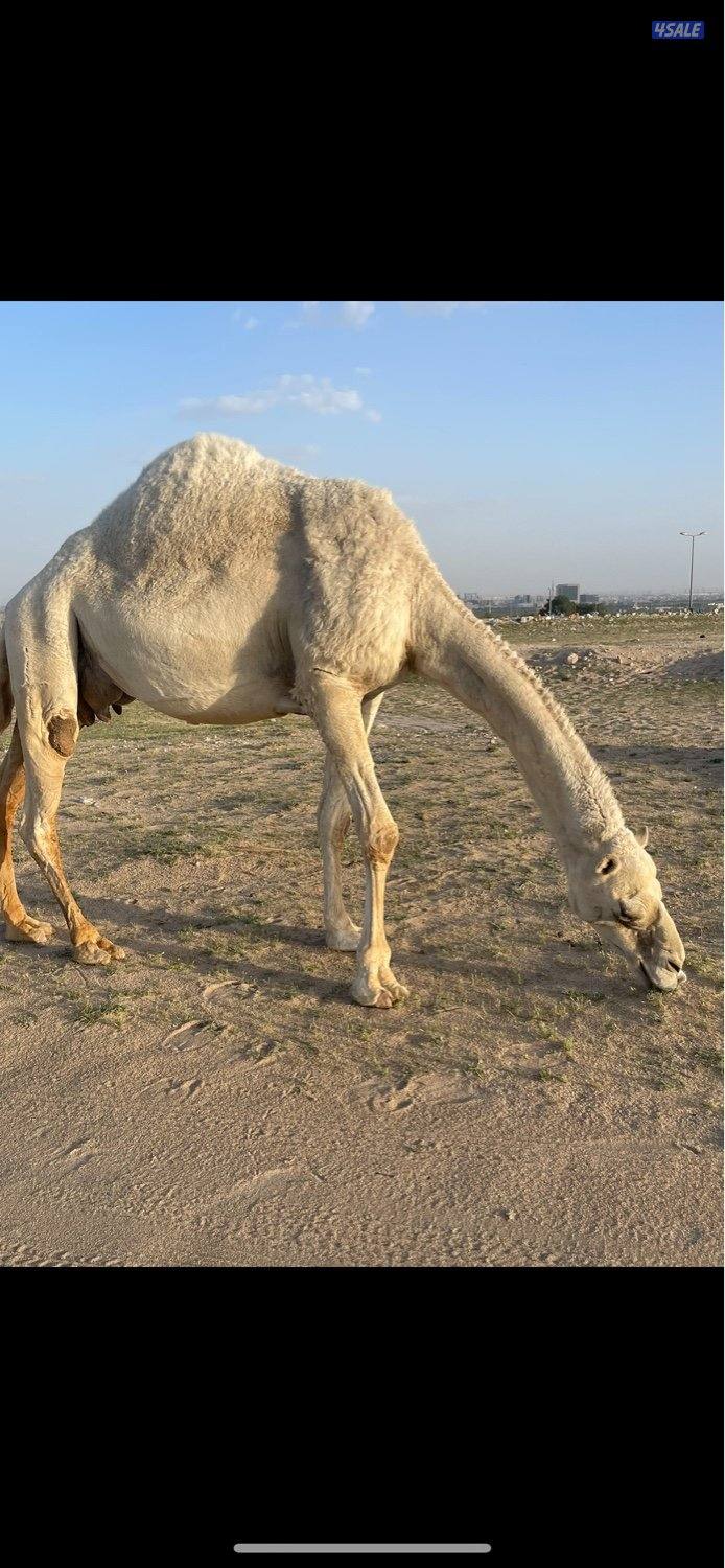 خلفات للبيع حليب وهدايه6