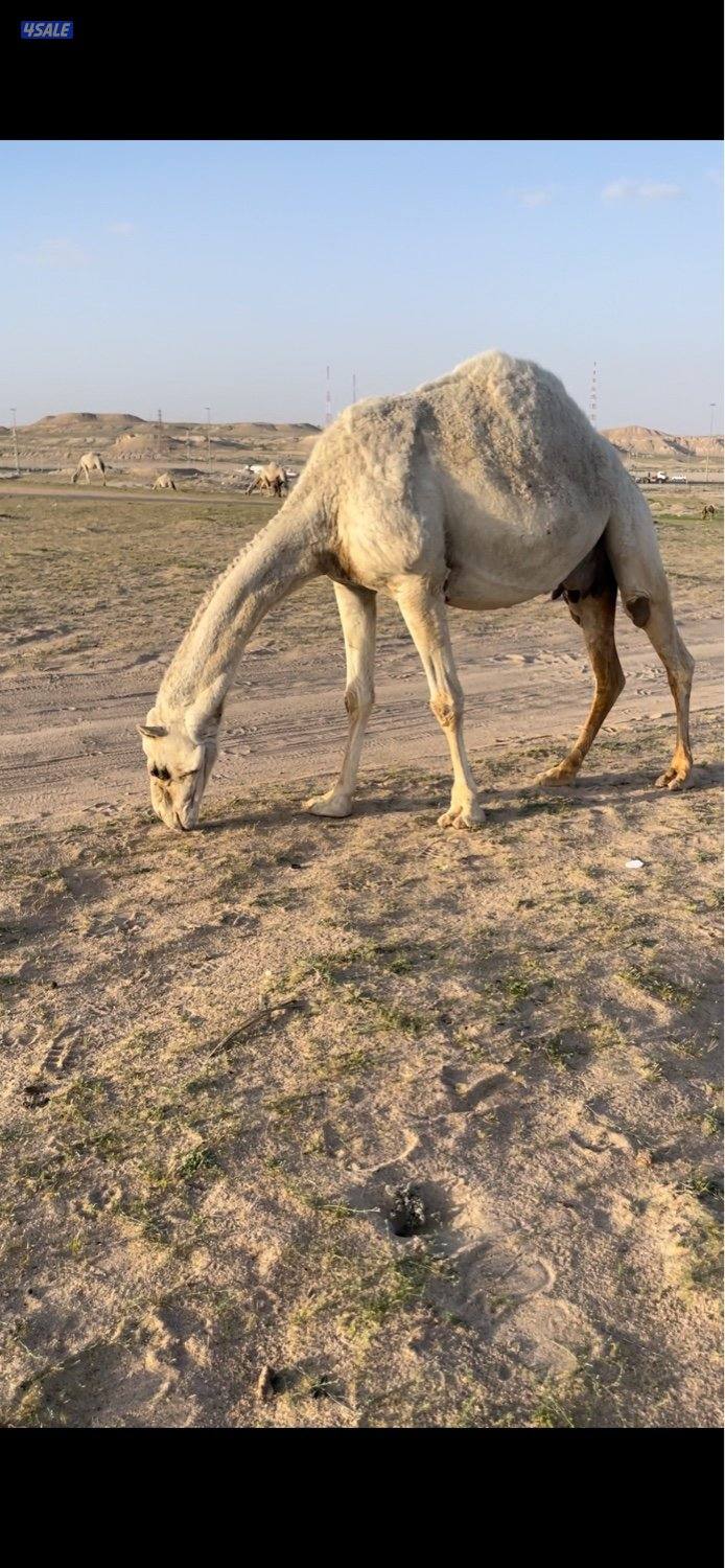 خلفات للبيع حليب وهدايه5