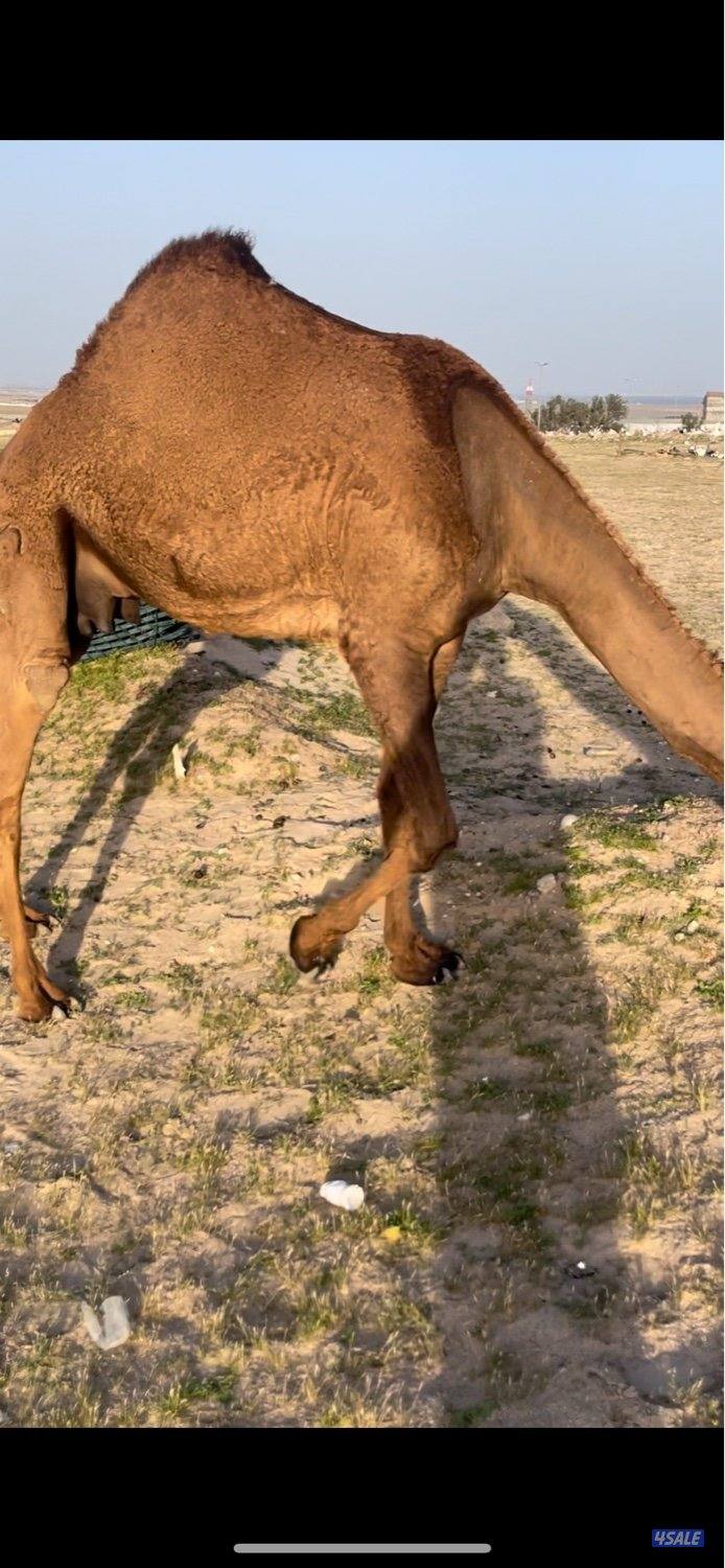 خلفات للبيع حليب وهدايه7