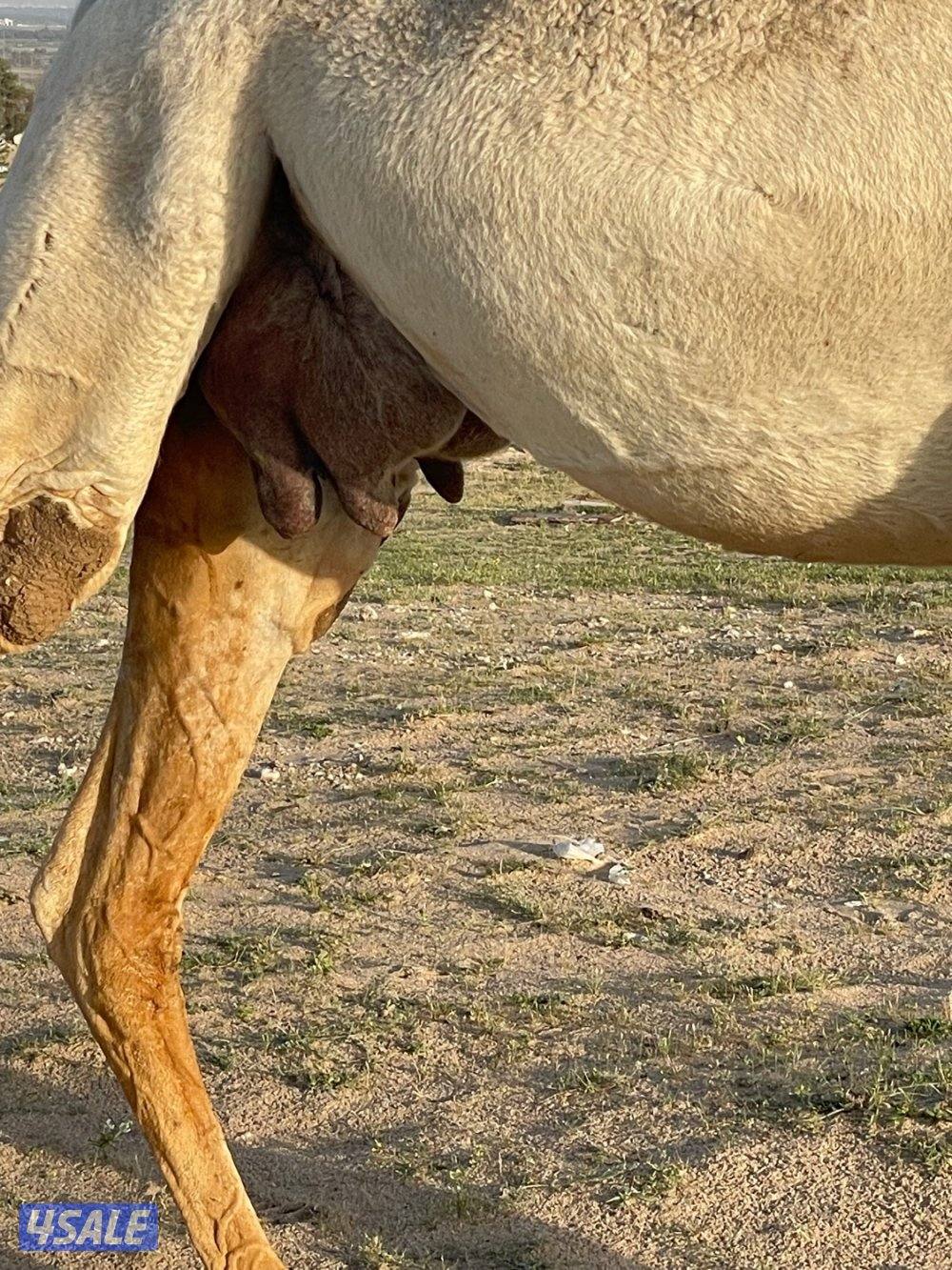 خلفات للبيع حليب وهدايه8