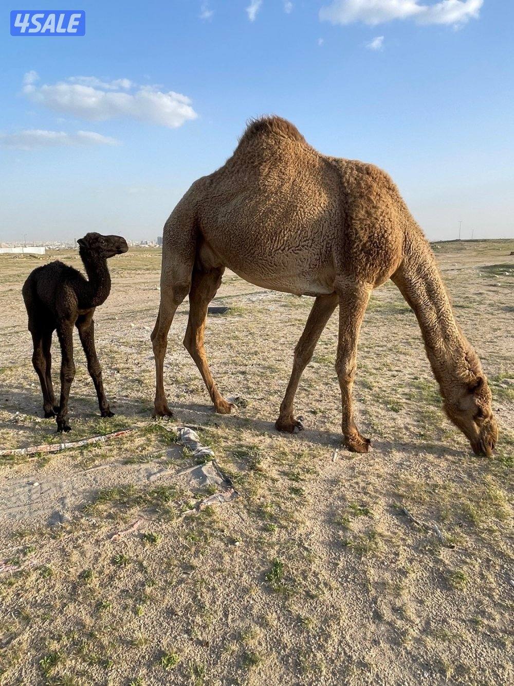 خلفات للبيع حليب وهدايه9