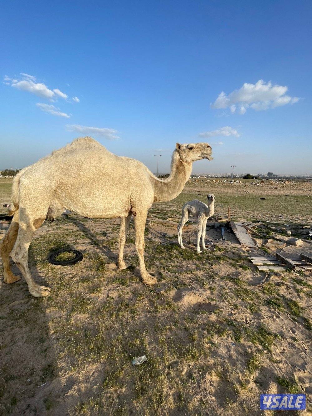 خلفات للبيع حليب وهدايه10