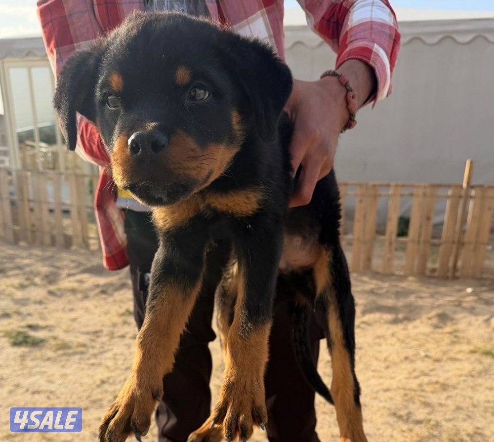 جراوه روت ويلر0