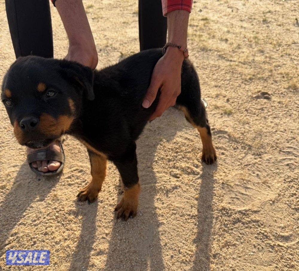 جراوه روت ويلر1