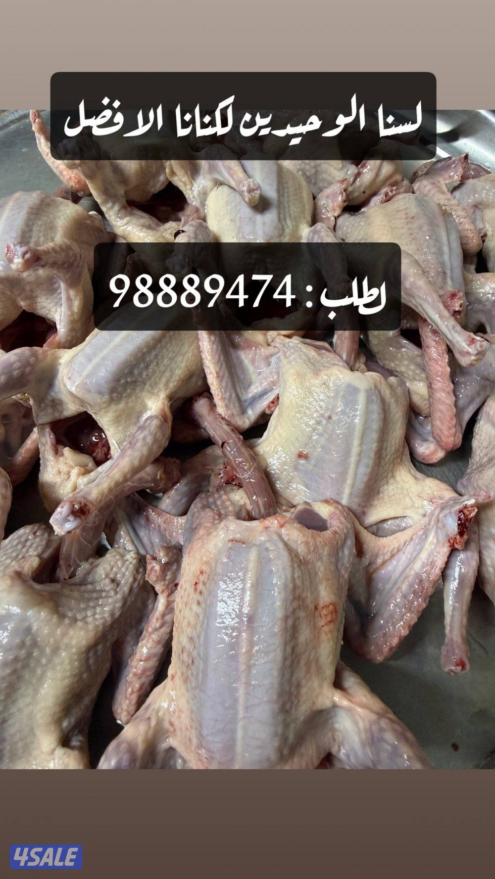 للبيع حمام زاجل ذبح شرط الصحه والسمنه ويوجد خدمة التوصيل1