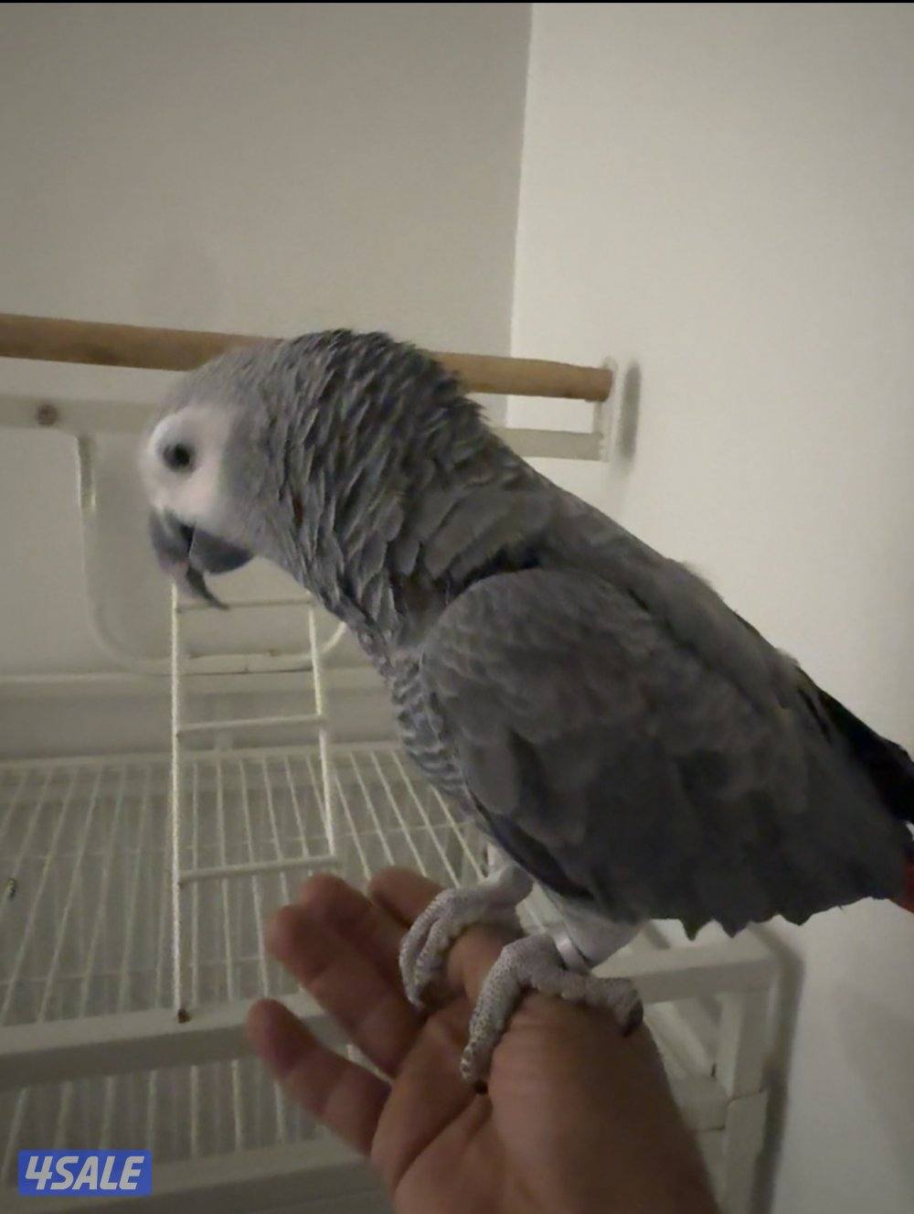 كاسكو. الليف لعوب يتكلم صغير بالعمر0