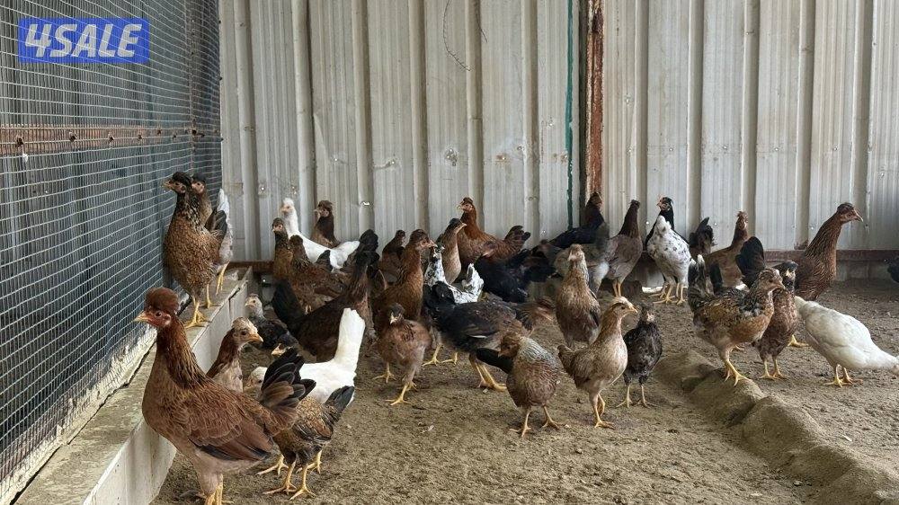 دجاج عربي قديم0